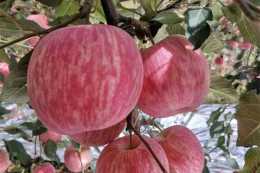 眾成三號蘋果苗品種介紹與種植技術分享-條紋狀蘋果中的佼佼者。
