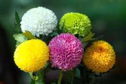 繡球花種類及種類，繡球花種類及種類，繡球花種類及種類，種類介紹