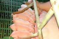 日糧纖維在繁殖母豬生產中的重要作用