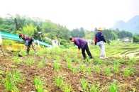 織金縣板橋鎮幫助農戶開展農業生產、產業發展活動