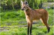大長腿“狐狸”，走起路來還會順拐，你認識這種動物嗎？