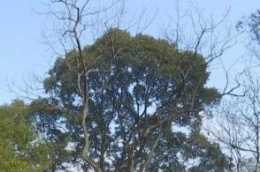 黔江區發現野生古樹群落 平均樹齡超200年
