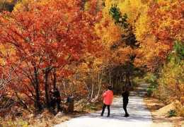 距北京僅100多公里，隱藏著華北最大的天然白樺林，有最美的秋色