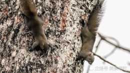 精彩攝影——木棉花間跳躍的是什麼小動物？拍得太美了