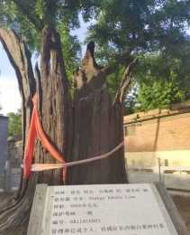 濟寧最著名的三棵老銀杏樹，樹齡最長的大約4000年