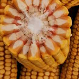 玉米好訊息，國產玉米再度迎來大漲！