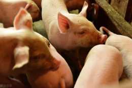 葡萄糖在養豬中有什麼作用？