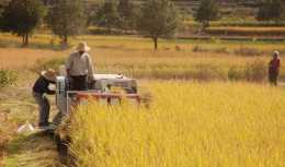 最新的水稻價格出爐了，農民一畝多少錢？聽聽老農的心聲！
