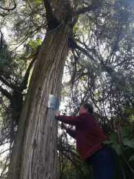 武岡市4896棵古樹名木有了“身份證”