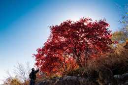 又是一年紅葉時，推薦6處濟南免費又好玩的賞紅葉景點