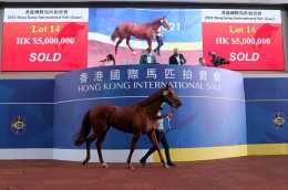 2021香港國際馬匹拍賣會結束，“識奔”子嗣以500萬當天最高價售出！