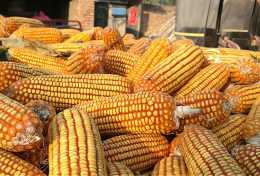 每斤1.5元，簽訂2021年玉米收購合同，為何農民不願意？
