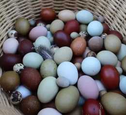 雞蛋、鴨蛋、鵝蛋、鵪鶉蛋，哪種營養更高？醫生：3種蛋儘量少吃