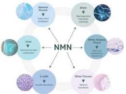 NMN的副作用與危害：只有弄懂了 才知道NMN沒危害
