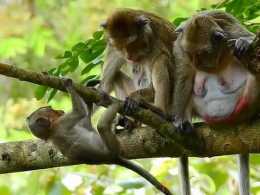 受傷的小猴需要幫助，猴媽跟母猴不以為然，真讓人心寒！