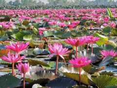泰國“最美”紅蓮湖，上千萬株紅蓮競相開放，如同夢境一般