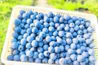 【？今日必看】黔東南麻江7.6萬畝藍莓陸續成熟，趕緊約起小夥伴
