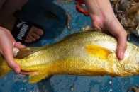 在浙江象山捕到一條野生大黃魚，價值3000多塊，為什麼這麼貴？吃完才明白