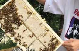 食用蜂巢蜜的好處