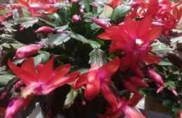 冬季養護蟹爪蘭，三個“懶人”養法，花開持久豔麗