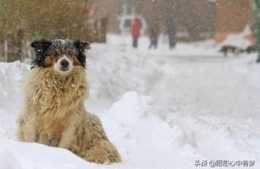 寵物的四季健康管理之寵物狗的冬季健康管理