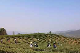 墨江縣聯珠鎮：企業+農戶+基地模式助推茶農增收致富成效顯著