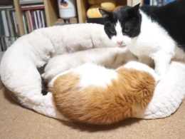 奶牛貓見橘貓暹羅貓一起睡，它也擠過去，橘貓：地方小心裡沒數啊