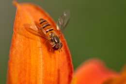 蜜蜂在花叢中採蜜改為擬人句比喻句